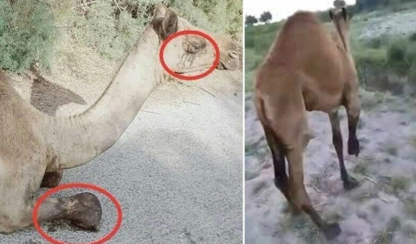 camel-sanghar-leg-chopped